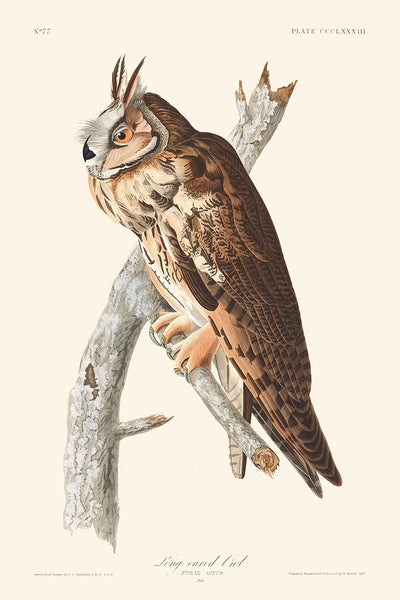 Waldohreule von John James Audubon, 1827