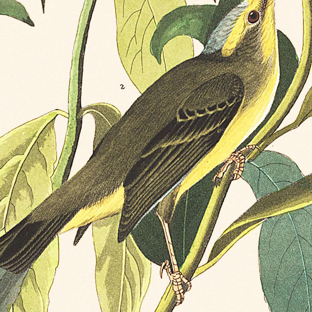 Grüner Schwarzkopf-Fliegenschnäpper von John James Audubon, 1827