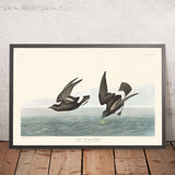 Petrello meno tempestoso di John James Audubon, 1827 