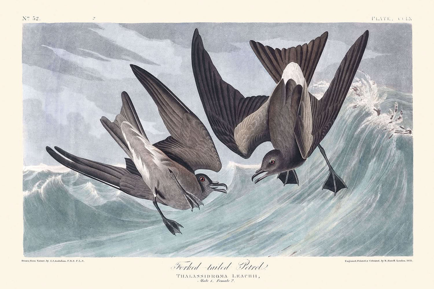 Petrel de cola ahorquillada, de John James Audubon, 1827