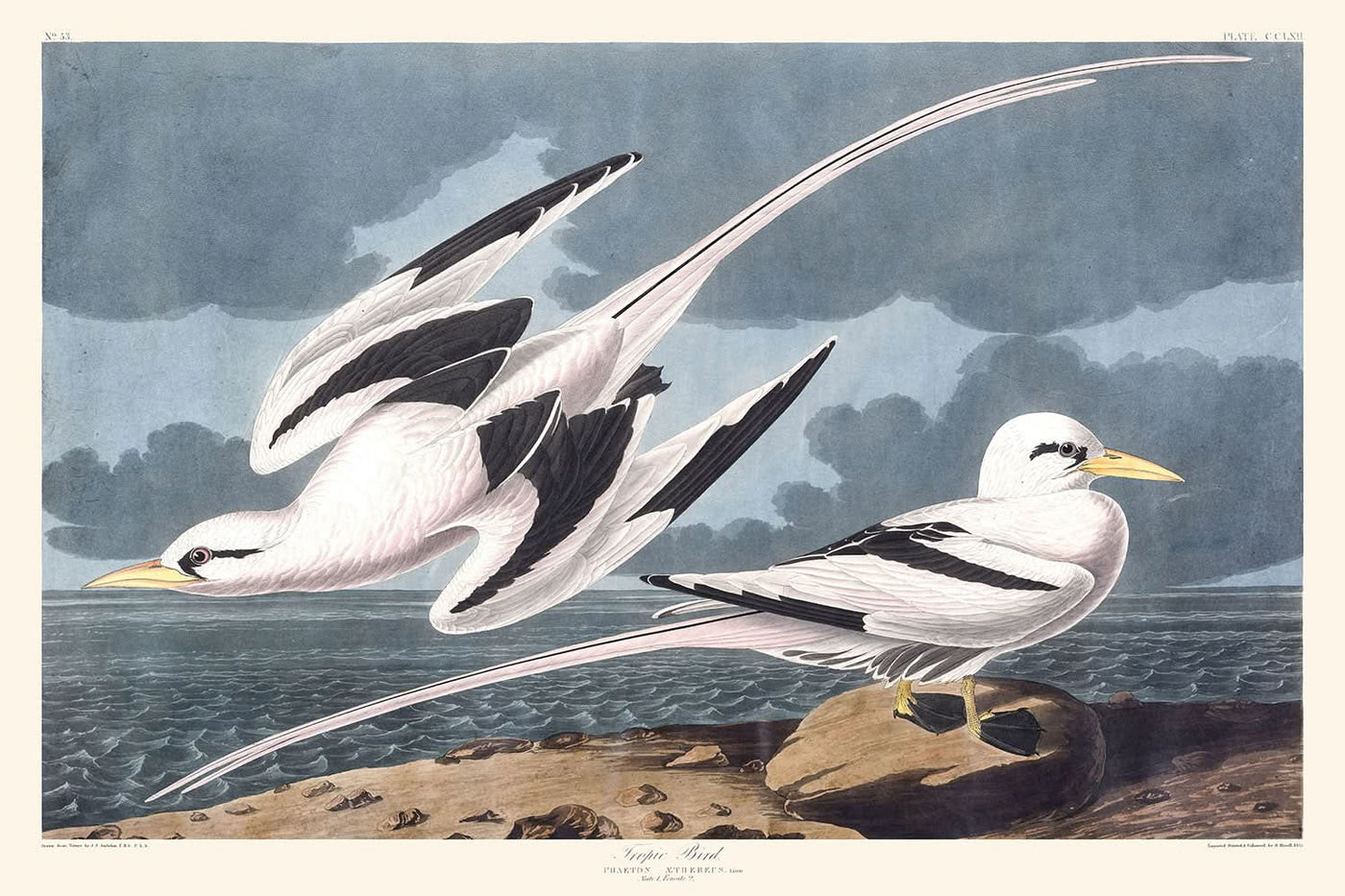 Oiseau Tropique de John James Audubon, 1827