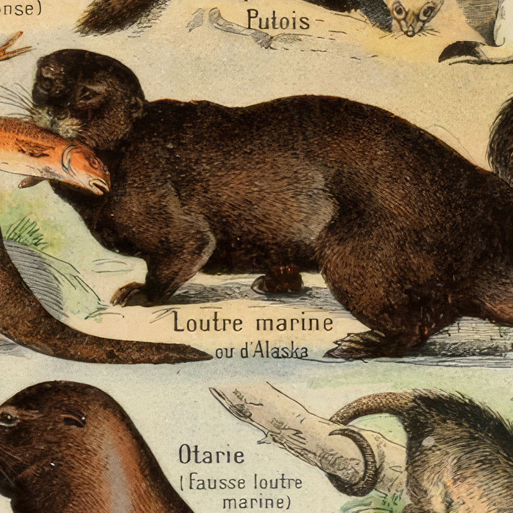 Furry Animals by Adolphe Millot, 1890