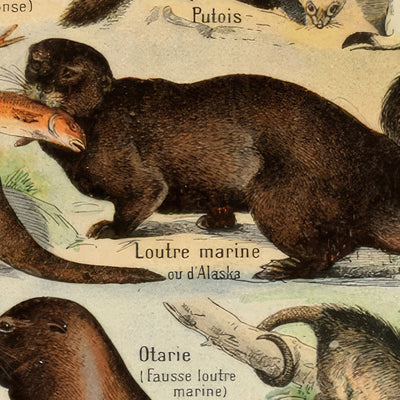 Furry Animals by Adolphe Millot, 1890