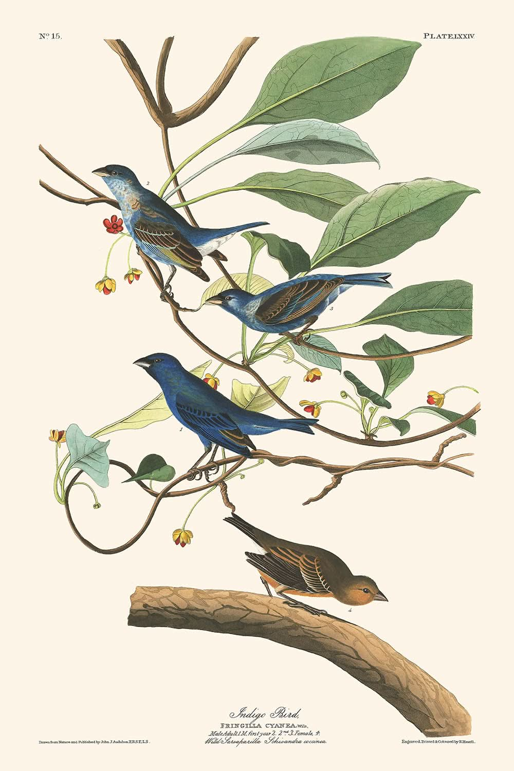 Indigovogel von John James Audubon, 1827