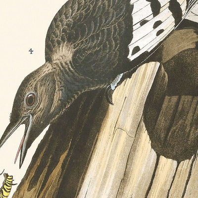 Pic à tête rouge par John James Audubon 1827