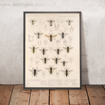 A framed image of 