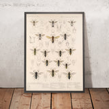 Hymenoptera (Plate 26) by Frederick DuCane Godman, 1879
