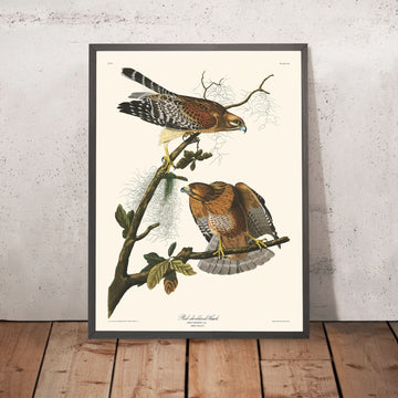 Rotschulterbussard von John James Audubon, 1827 