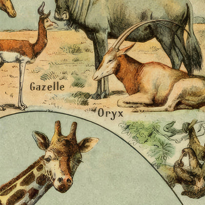 Mammals (1) by Adolphe Millot, 1890 - Hooved Animals, Marsupials