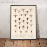 Insecta: Hymenoptera (Plate 11) by Frederick DuCane Godman, 1879
