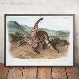 Bobcat (Lynx rufus) by John Woodhouse Audubon, 1845