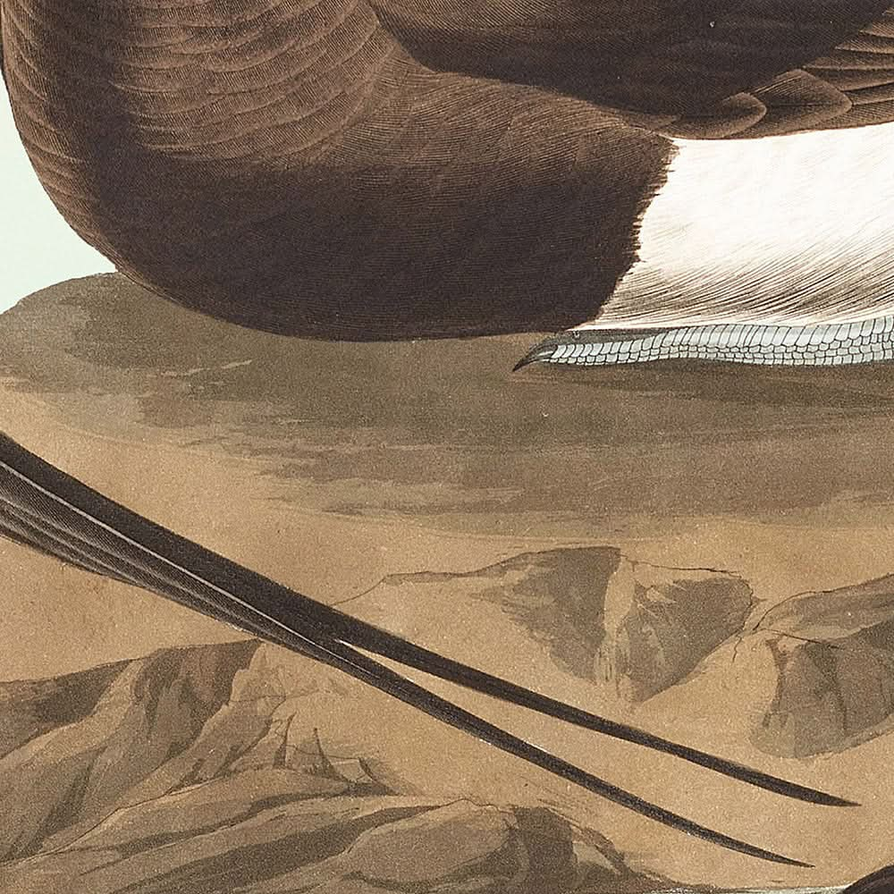 Canard à longue queue de John James Audubon, 1827