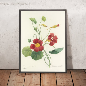 A framed image of Garden Nasturtium (Tropaeolum majus, Plate 106) by Pierre Joseph Redouté, 1827