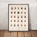 Beetles (Coleoptera, Plate 140) by Frederick DuCane Godman, 1879