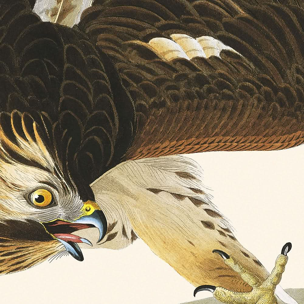 Perdrix de Virginie par John James Audubon, 1827