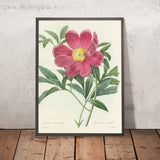 Peony (Paeonia, Plate 75) by Pierre Joseph Redouté, 1827