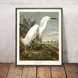 Airone nevoso, o Egretto bianco di John James Audubon, 1827 