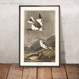 Pispola di neve di John James Audubon, 1827 