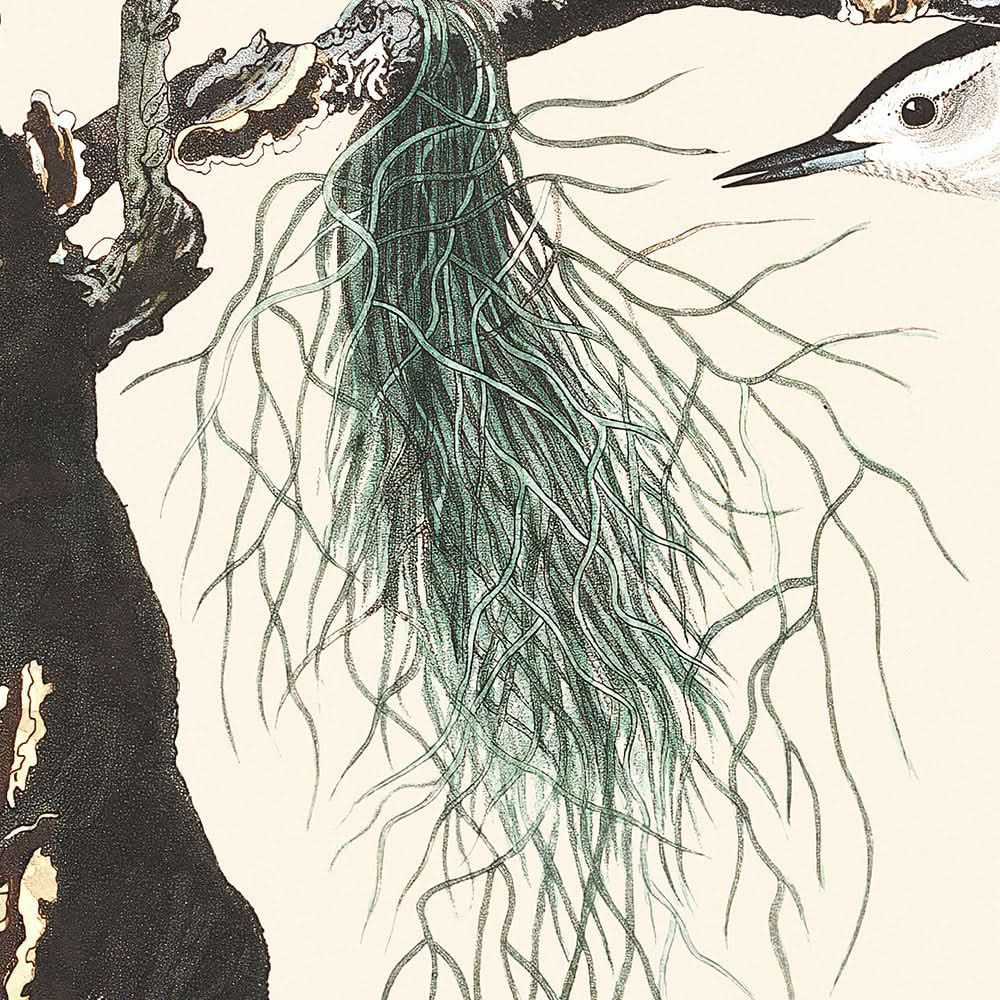 Weißbrust-Schwarzkopfmeise von John James Audubon, 1827