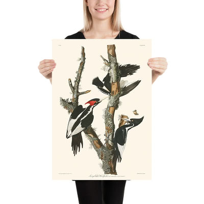 Ivory-billed Woodpecker by John James Audubon, 1827