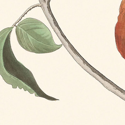 Grive des bois par John James Audubon, 1827