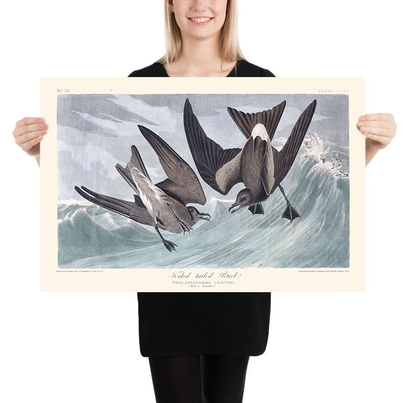 Petrello a coda di forca di John James Audubon, 1827 