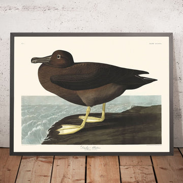 Dunkler Albatros von John James Audubon, 1827 