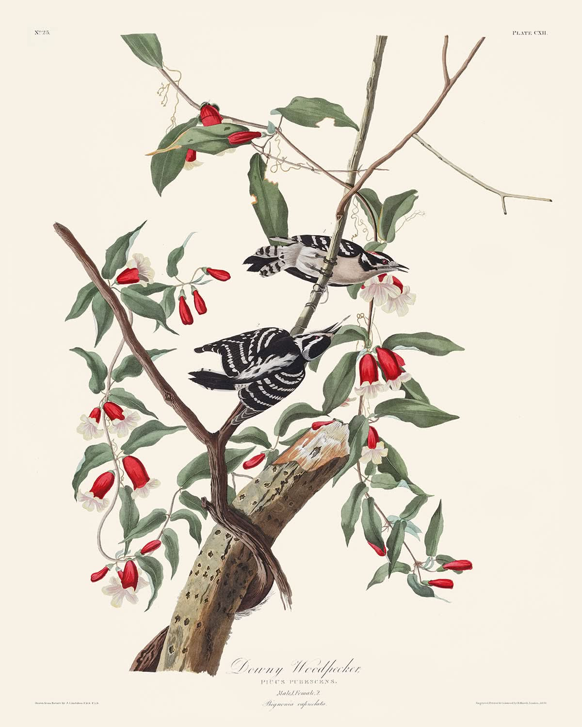 Dunenspecht von John James Audubon, 1827