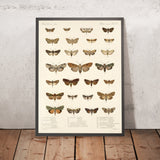 Moths (Lepidoptera: Heterocera, Plate 40) by Frederick DuCane Godman, 1879