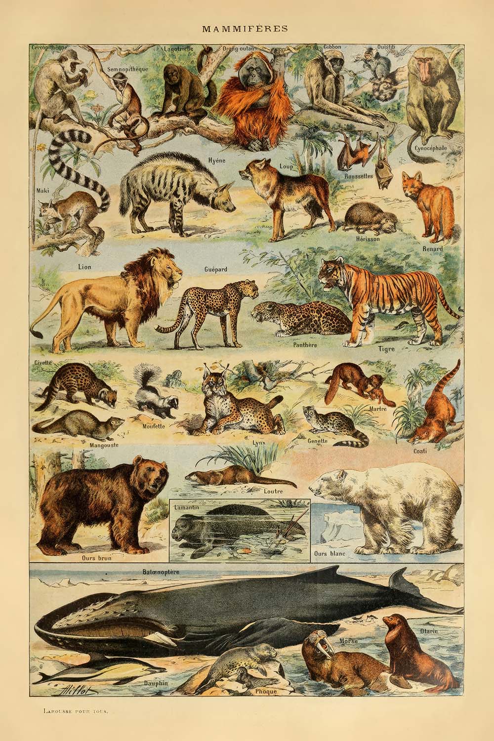 Mammals (2) by Adolphe Millot, 1890 - Cats, Dogs, Monkeys, Whales