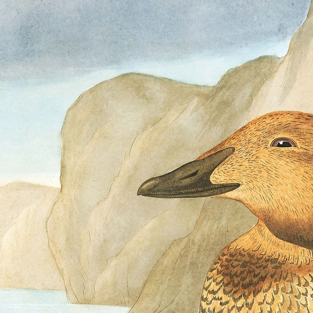 Le Roi Canard de John James Audubon, 1827