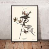 Pewit Fliegenschnäpper von John James Audubon, 1827 