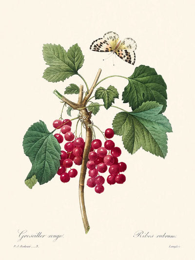 Rote Johannisbeere von Pierre-Joseph Redouté, 1827