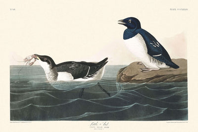 Krabbentaucher von John James Audubon, 1827