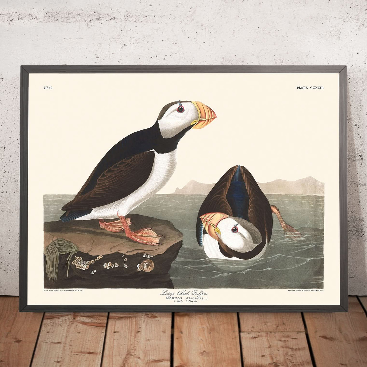 Großschnabel-Puffin von John James Audubon, 1827 