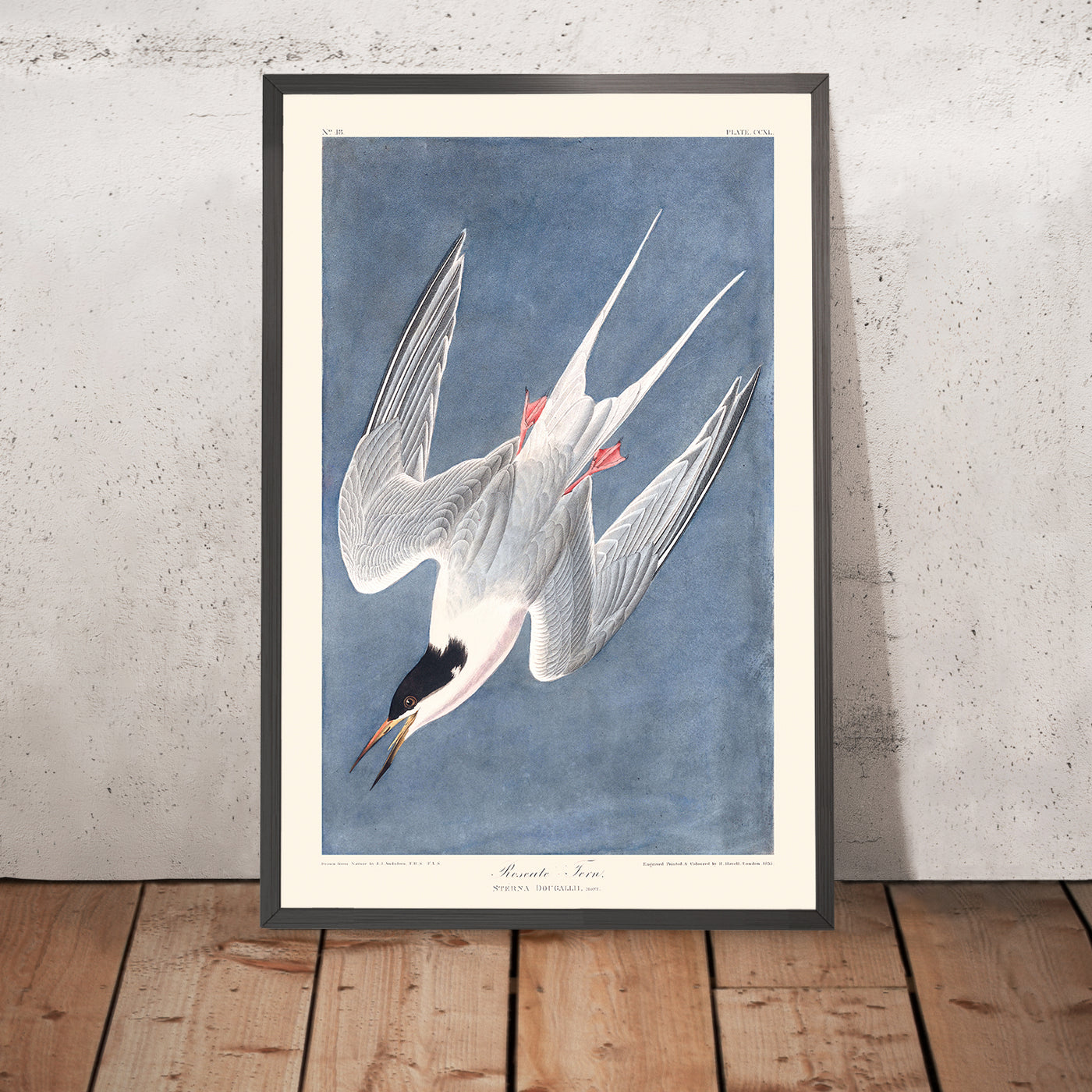 A framed image of Roseate Tern by John James Audubon, 1827