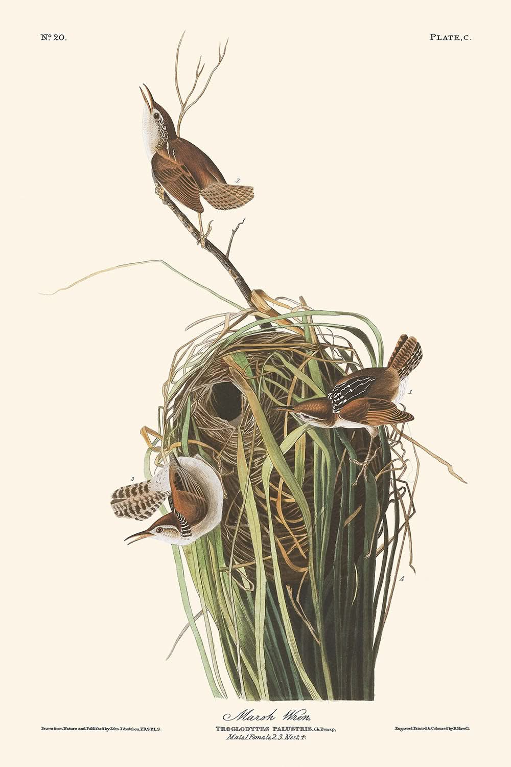 Marsh Wren von John James Audubon, 1827 