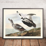 Pied Duck von John James Audubon, 1827 