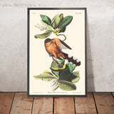 Cuculo delle mangrovie di John James Audubon, 1827 