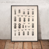 Beetles (Coleoptera, Plate 1) by Frederick DuCane Godman, 1879