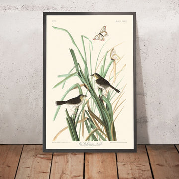 Il Passero di MacGillivray di John James Audubon, 1827 