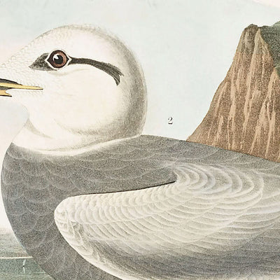 Havellseeschwalbe und Trudeaus Seeschwalbe von John James Audubon, 1827