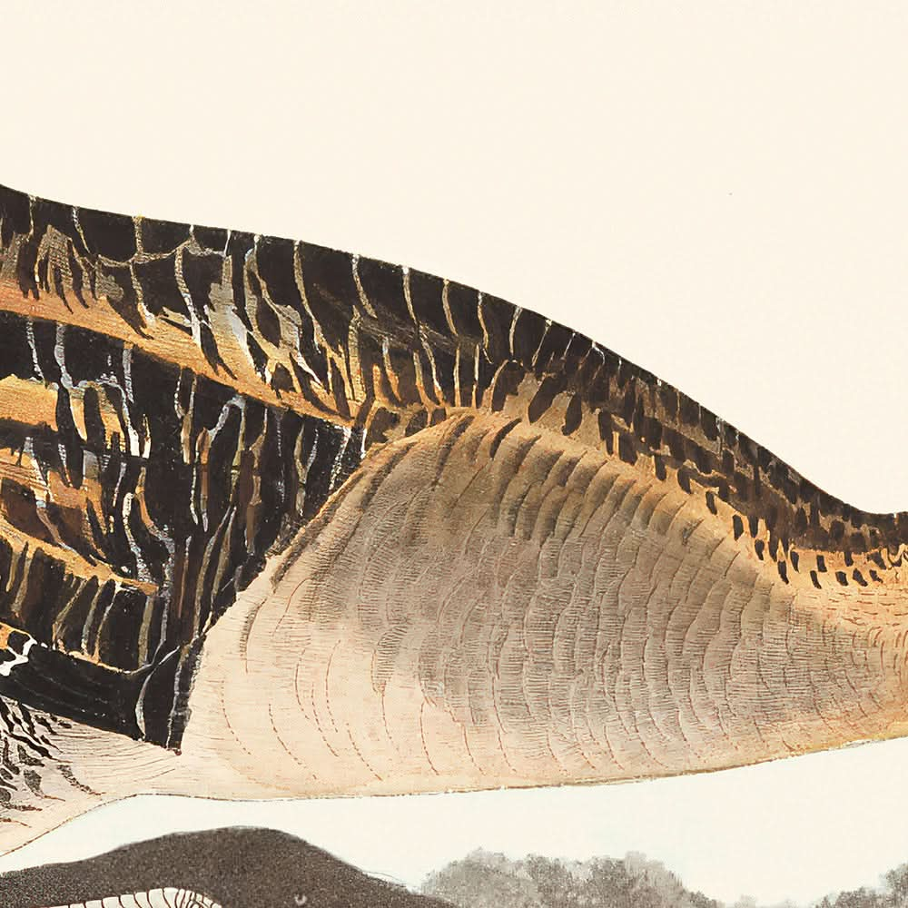 Rascón pechiamarillo, de John James Audubon, 1827