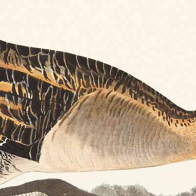 Yellow-breasted Rail by John James Audubon, 1827