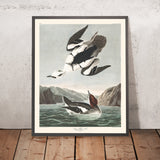 Smew, or White Nun by John James Audubon, 1827