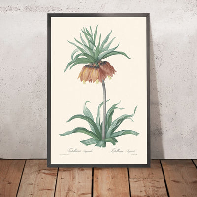 Fritillaria Imperialis by Pierre-Joseph Redouté, 1802