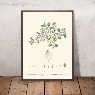 Desert Horsepurslane by Pierre-Joseph Redouté, 1802