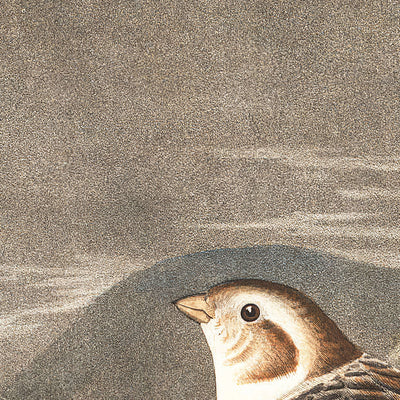 Snow Bunting by John James Audubon, 1827