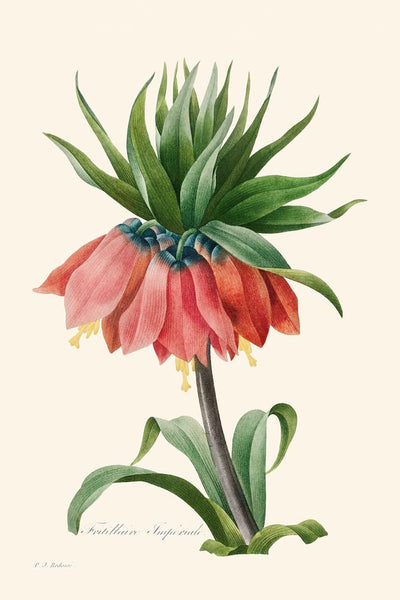 Crown Imperial Fritillary by Pierre-Joseph Redouté, 1827