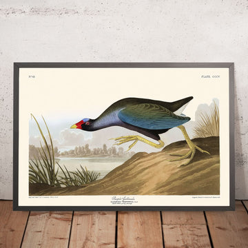 Lila Gallinule von John James Audubon, 1827 